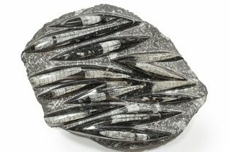 Polished Fossil Orthoceras (Cephalopod) Plate - Morocco #352297