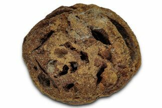 Fossil Pine Cone (Metasequoia) - Montana #352452