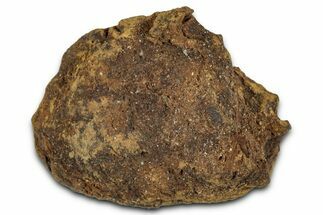 Fossil Pine Cone (Metasequoia) - Montana #352481