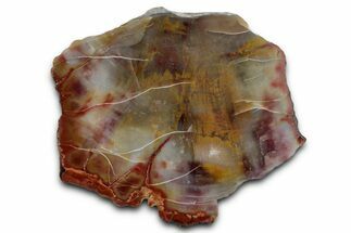 Polished Petrified Wood (Araucarioxylon) - Arizona #352491