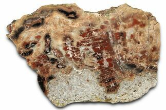 Polished Petrified Wood (Araucarioxylon) - Arizona #352518