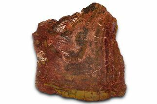 Polished Petrified Wood (Araucarioxylon) - Arizona #352625