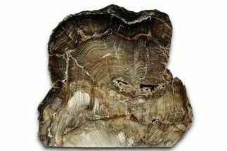 Polished Petrified Wood Stand-up - Park City, Utah #352654