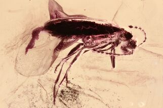 Detailed Fossil False Flower Beetle (Scraptiidae) in Baltic Amber #352685
