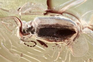 Fossil Ant-Like Leaf Beetle (Palaeocnopus) in Baltic Amber #352686
