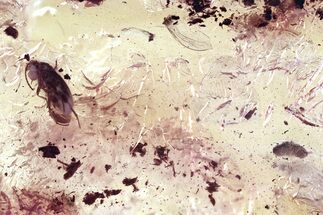 Fossil False Flower Beetle (Scraptiidae) and Larva in Baltic Amber #352696