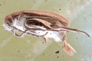 Detailed Fossil False Flower Beetle (Scraptiidae) in Baltic Amber #352704