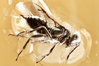 Detailed Fossil Wasp (Chalcidoidea) In Baltic Amber #352708