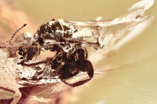 Fossil Wasp (Bethylidae) In Baltic Amber #352716