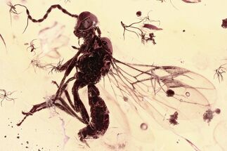 Detailed Fossil Parasitoid Wasp (Braconidae) in Baltic Amber #352721