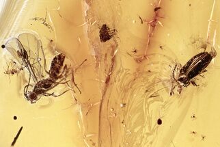 Fossil Soft-Bodied Plant Beetle & Parasitoid Wasp in Baltic Amber #352724