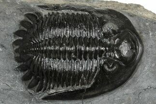 Mrakibina Trilobite - Mrakib, Morocco #352622
