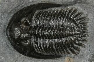 Mrakibina Trilobite - Mrakib, Morocco #352628