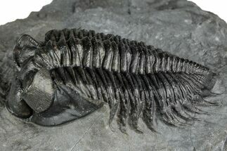 Bug-Eyed Coltraneia Trilobite Fossil - Ofaten, Morocco #352680