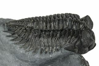 Bug-Eyed Coltraneia Trilobite Fossil - Ofaten, Morocco #352681