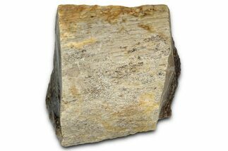 Fossil Tyrannosaur (T rex) Bone Section - Wyoming #352740