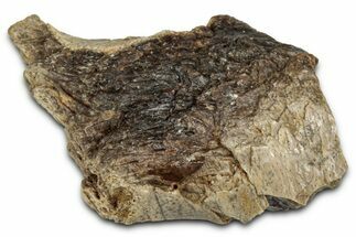 Fossil Tyrannosaur (T rex) Bone Section - Wyoming #352749