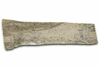 Fossil Tyrannosaur (T rex) Bone Section - Wyoming #352774