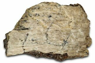 Fossil Tyrannosaur (T rex) Bone Section - Wyoming #352793