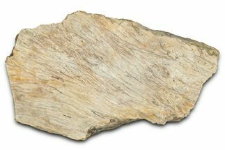 Fossil Tyrannosaur (T rex) Bone Section - Wyoming #352815