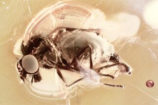 Detailed Fossil Dagger Fly (Empididae) In Baltic Amber #352728