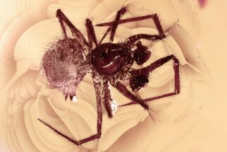 Detailed Fossil Spider (Araneae) In Baltic Amber #352729
