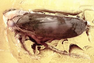 Detailed Fossil Froghopper (Cercopoidea) In Baltic Amber #352746