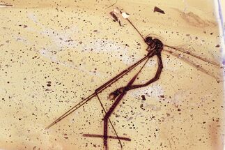 Detailed Fossil Crane Fly and Silken Fungus Beetle in Baltic Amber #352801