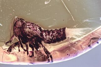 Detailed Fossil Planthopper Nymph w/ Waxy Filaments & Beetle in Amber #352797
