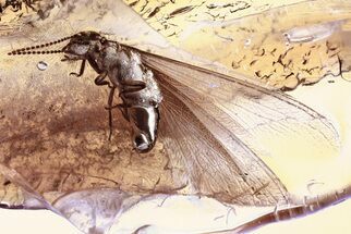 Detailed Fossil Winged Termite (Isoptera) In Baltic Amber #352799