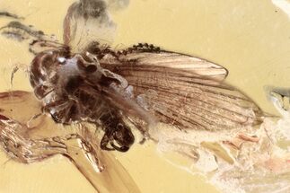 Fossil Male Moth Fly (Psychodidae) In Baltic Amber #352854