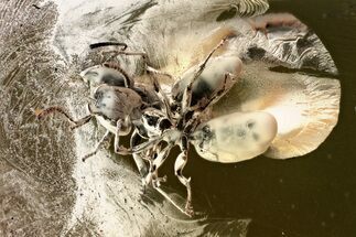 Two Detailed Fighting Fossil Ants (Formicinae) In Baltic Amber #352933