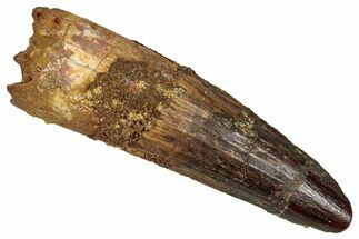Fossil Spinosaurus Tooth - Real Dinosaur Tooth #352984