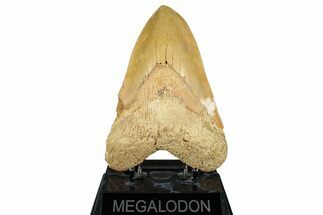 Serrated, Fossil Megalodon Tooth From Morocco - Rare Location #352991