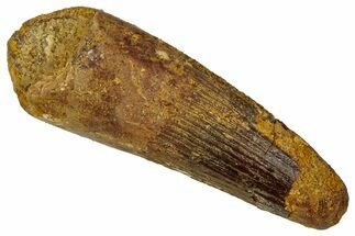 Fossil Spinosaurus Tooth - Real Dinosaur Tooth #353003