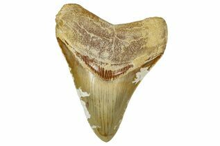 Fossil Shark Teeth For Sale