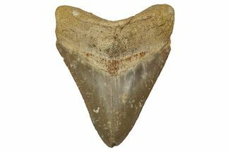 Serrated, Fossil Megalodon Tooth From Morocco - Rare Location #353015