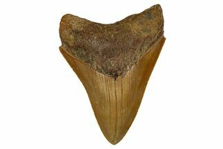 Serrated, Fossil Megalodon Tooth From Morocco - Rare Location #353023
