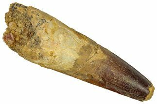 Fossil Spinosaurus Tooth - Real Dinosaur Tooth #353040