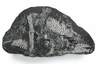 Fossil Seed Fern (Alethopteris & Pecopteris) Plate - Pennsylvania #352349
