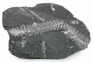 Plant Fossils For Sale