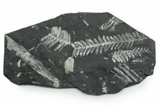 Fossil Seed Fern (Alethopteris & Pecopteris) Plate - Pennsylvania #352353