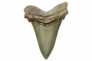 Fossil Shark Teeth For Sale