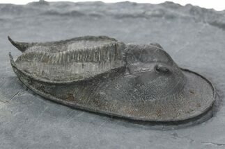 Prone Scotoharpes Trilobite - Boudib, Morocco #353074