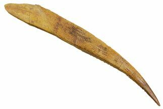 Fossil Shark (Asteracanthus) Dorsal Spine #353091