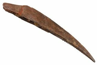 Fossil Shark (Hybodus) Dorsal Spine - Kem Kem Beds, Morocco #353144