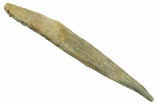 Fossil Shark (Hybodus) Dorsal Spine - Kem Kem Beds, Morocco #353145
