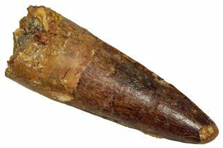 Fossil Spinosaurus Tooth - Real Dinosaur Tooth #353056