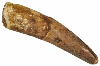 Fossil Spinosaurus Tooth - Real Dinosaur Tooth #353092