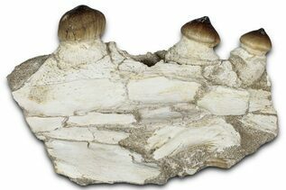 Recently Added For Sale